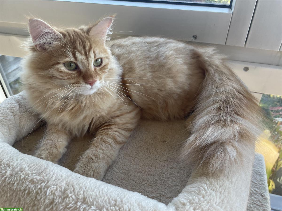 Sibirische Kitten, männlich mit tollem Charakter