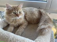 Sibirische Kitten, männlich mit tollem Charakter