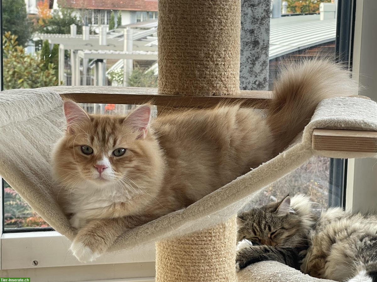 Bild 2: Sibirische Kitten, männlich mit tollem Charakter