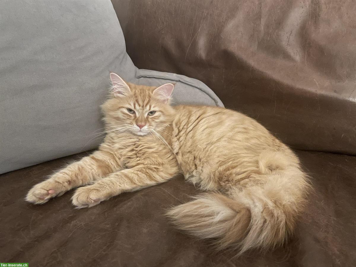 Bild 3: Sibirische Kitten, männlich mit tollem Charakter