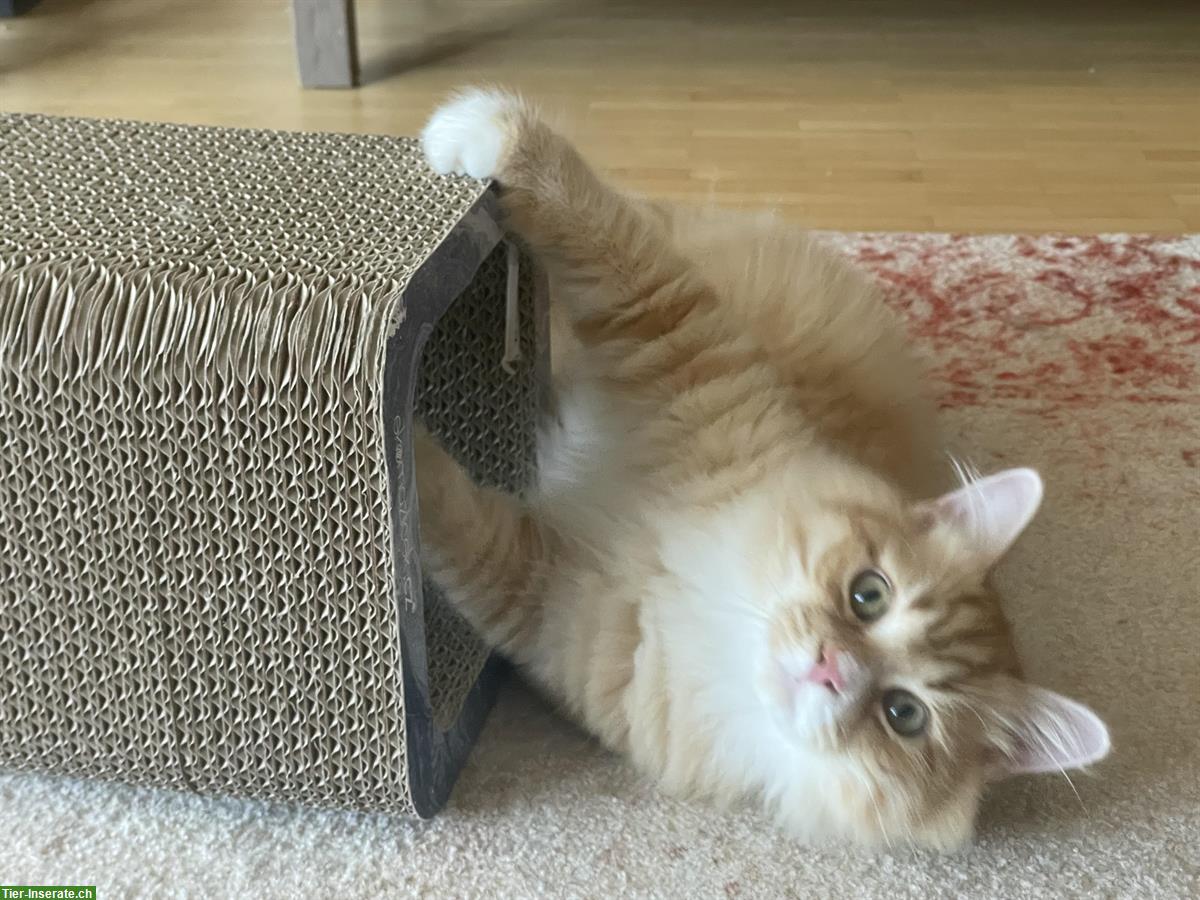 Bild 5: Sibirische Kitten, männlich mit tollem Charakter