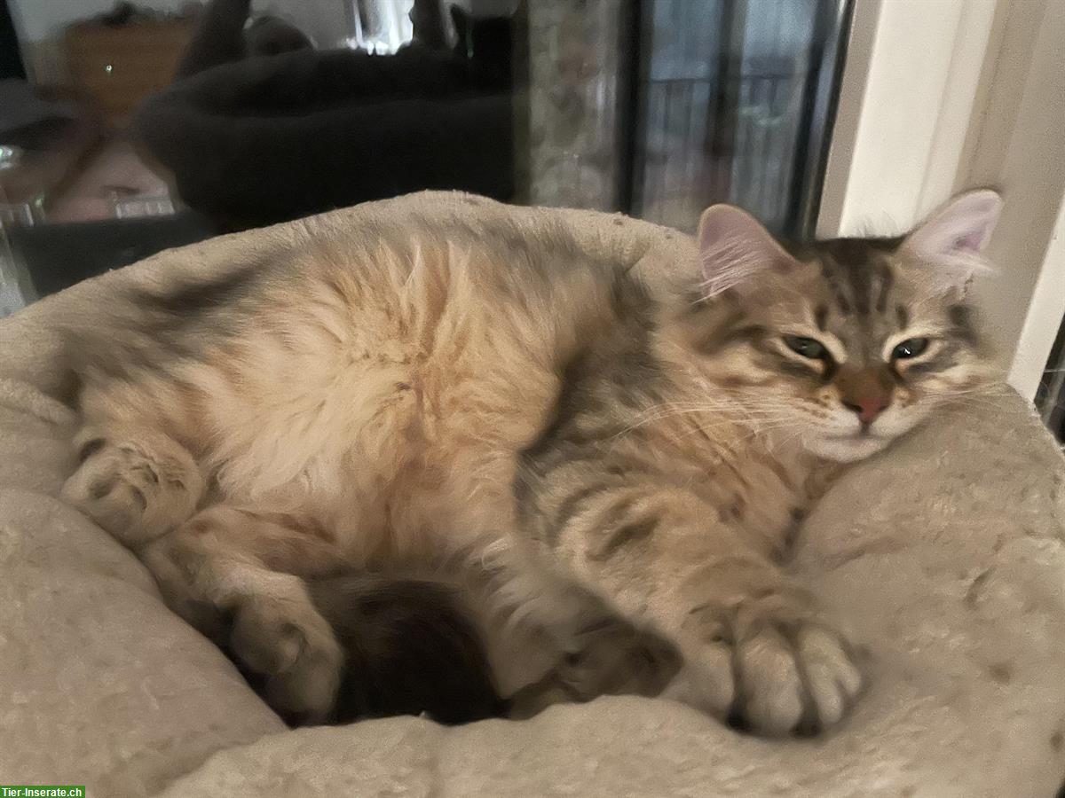 Bild 6: Sibirische Kitten, männlich mit tollem Charakter