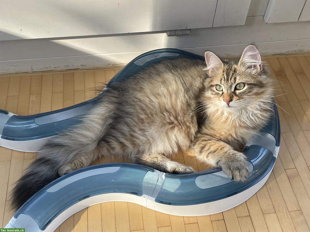 Bild 7: Sibirische Kitten, männlich mit tollem Charakter