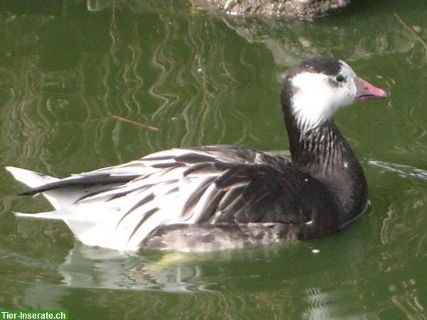 Blaue Zwergschneegans Weibchen gesucht