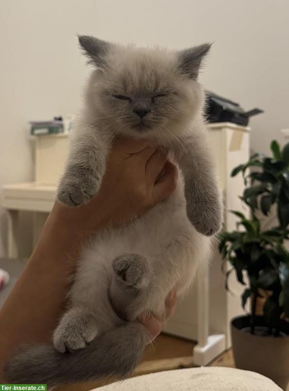 BKH Kitten, Blue Point, Kater und Kätzin