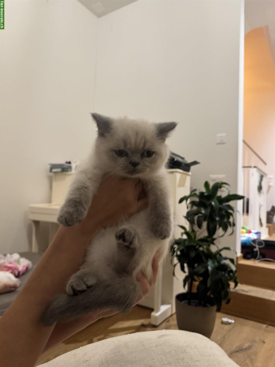 Bild 2: BKH Kitten, Blue Point, Kater und Kätzin