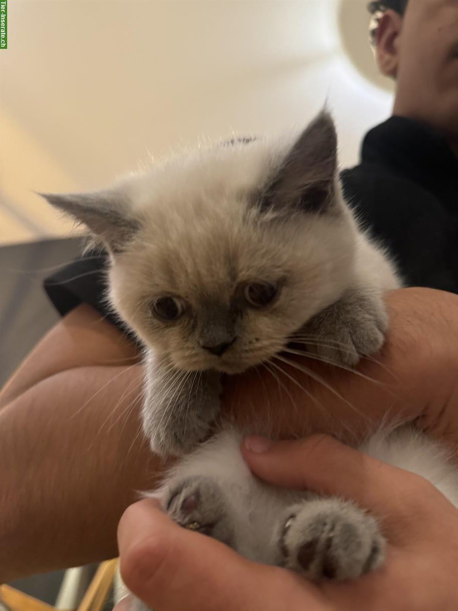 Bild 3: BKH Kitten, Blue Point, Kater und Kätzin