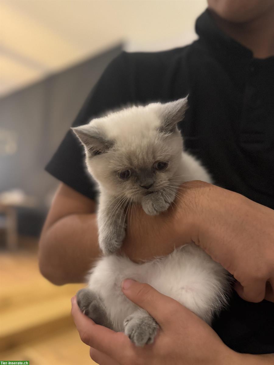 Bild 4: BKH Kitten, Blue Point, Kater und Kätzin