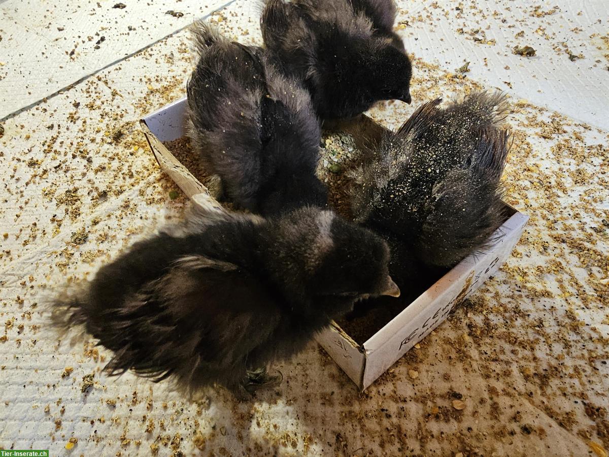GRATIS: Seidenhuhn-Küken schwarz