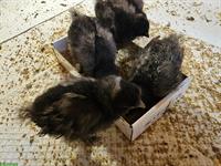 GRATIS: Seidenhuhn-Küken schwarz