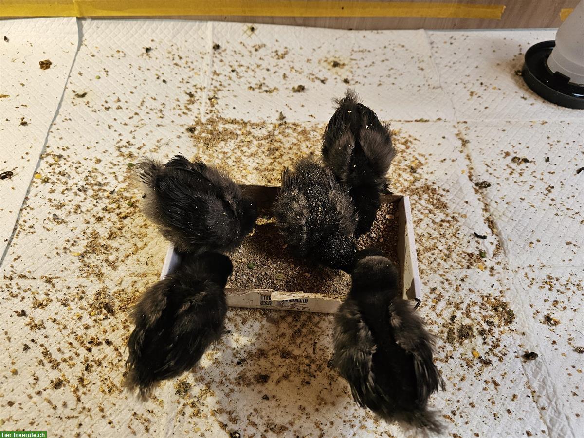 Bild 2: GRATIS: Seidenhuhn-Küken schwarz