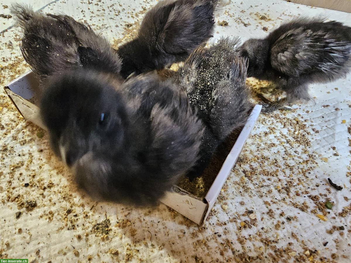 Bild 3: GRATIS: Seidenhuhn-Küken schwarz