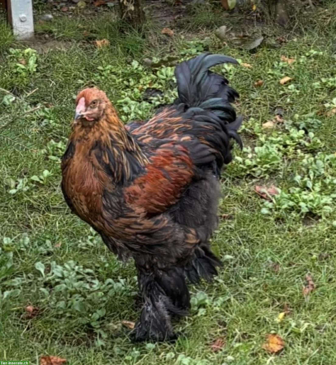 Junge Brahma Hähne aus Naturbrut