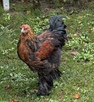 Junge Brahma Hähne aus Naturbrut