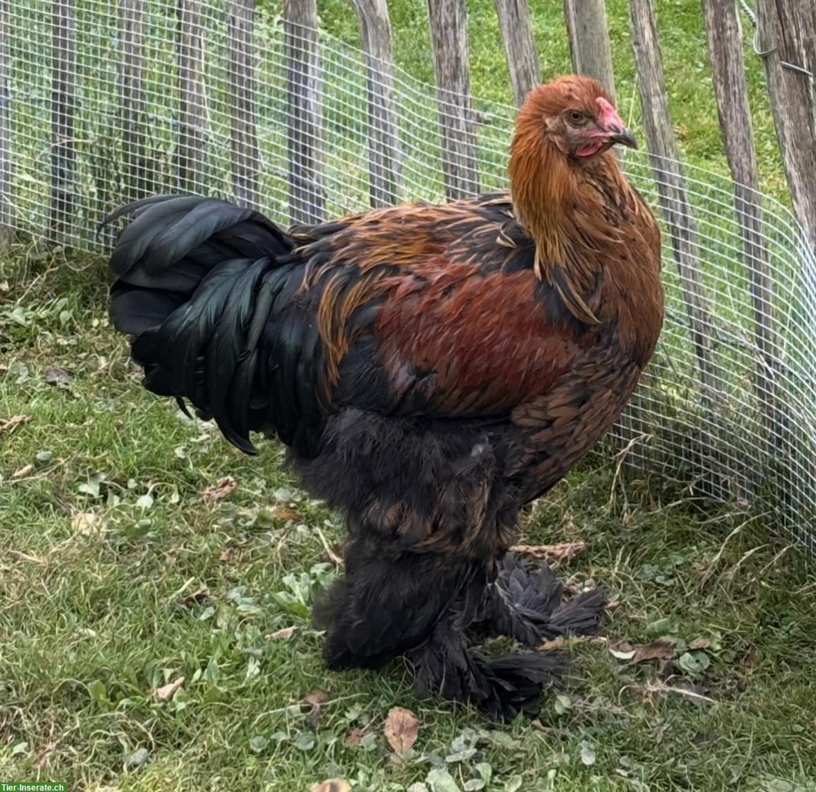 Bild 2: Junge Brahma Hähne aus Naturbrut