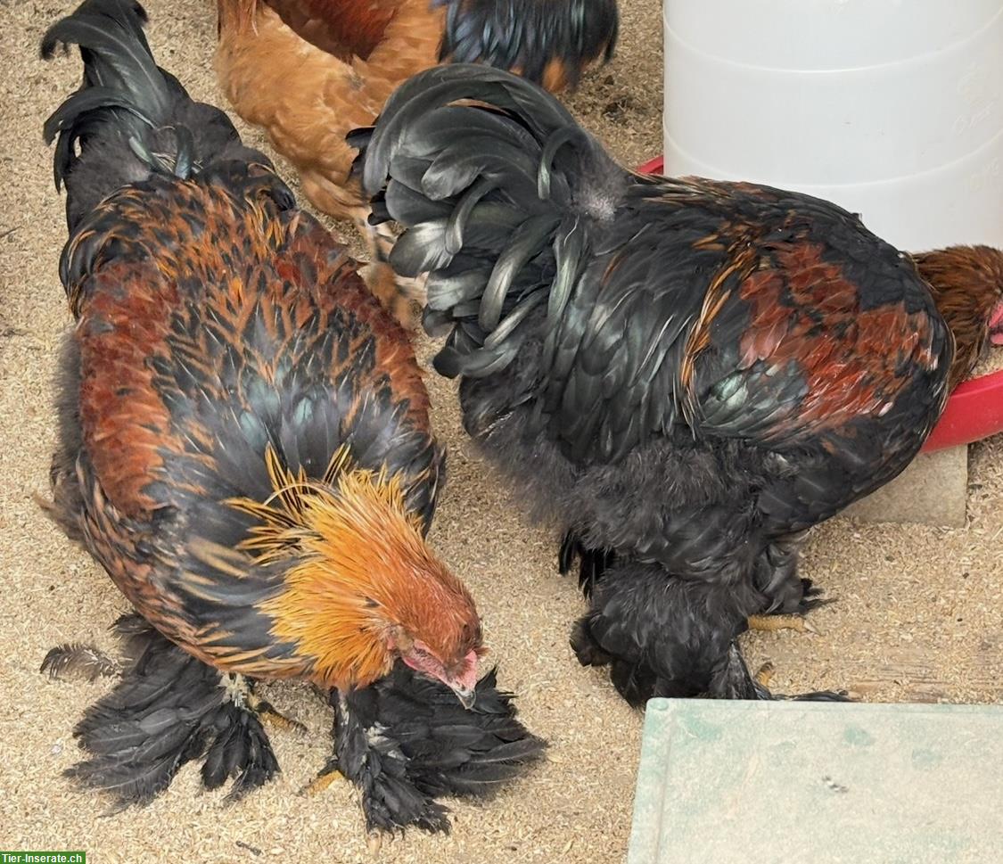 Bild 3: Junge Brahma Hähne aus Naturbrut