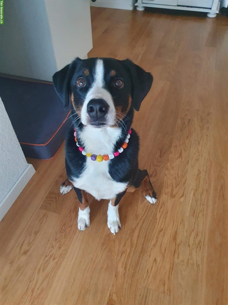 Appenzeller Sennenhund Rüde sucht aktive Familie