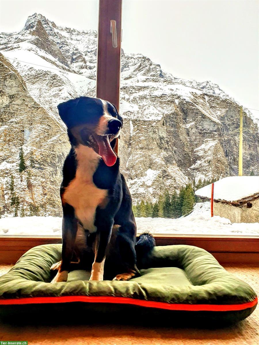 Bild 2: Appenzeller Sennenhund Rüde sucht aktive Familie