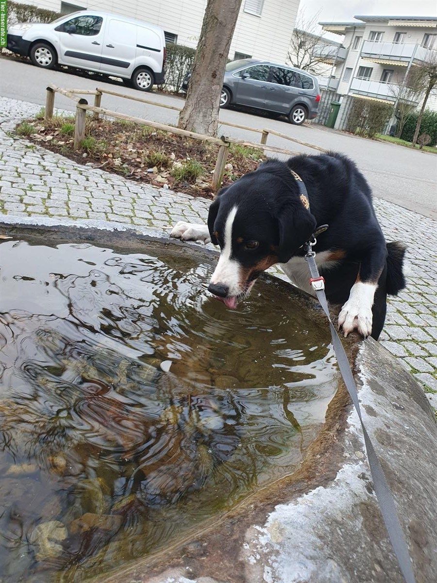 Bild 3: Appenzeller Sennenhund Rüde sucht aktive Familie