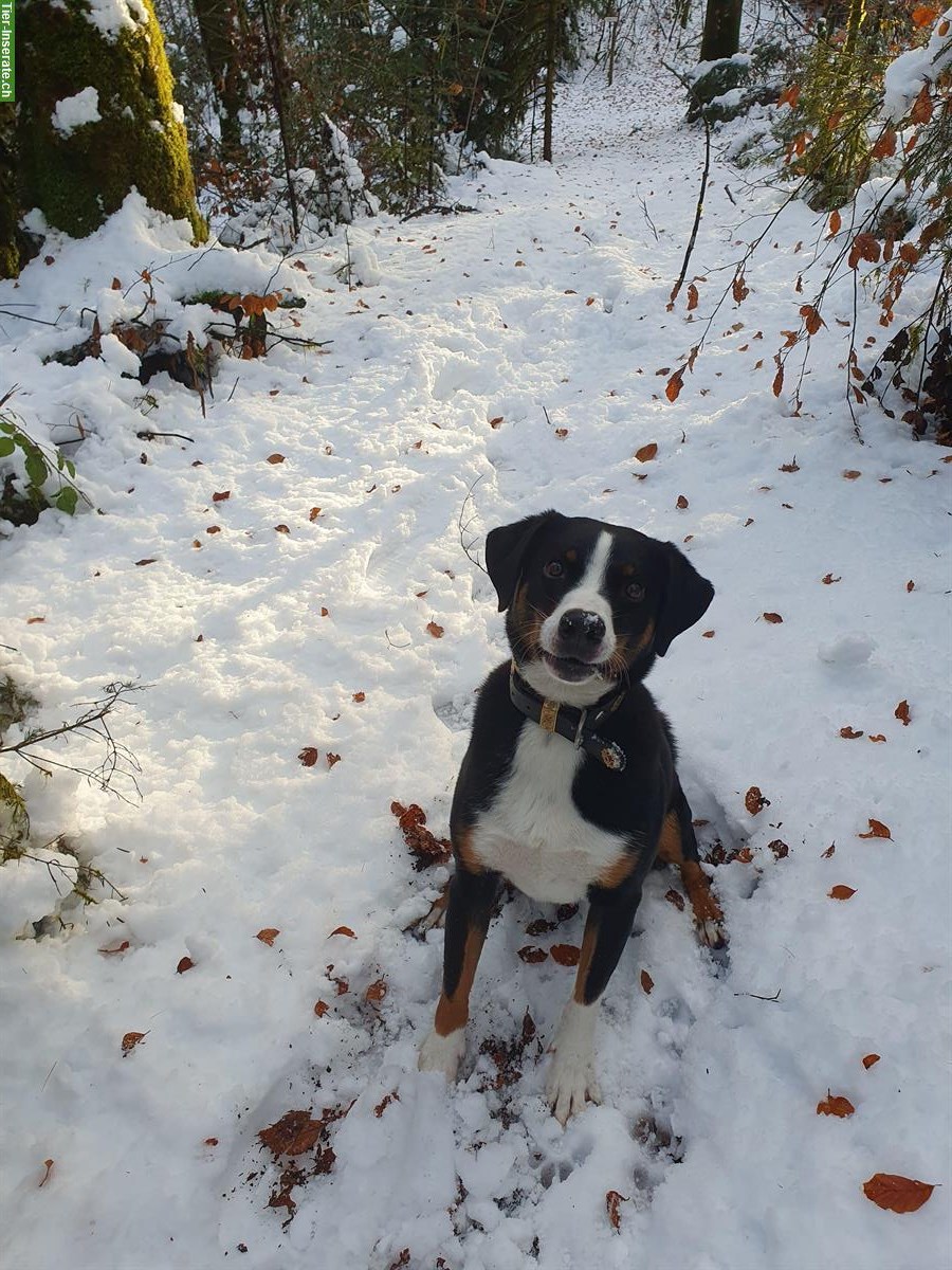 Bild 4: Appenzeller Sennenhund Rüde sucht aktive Familie