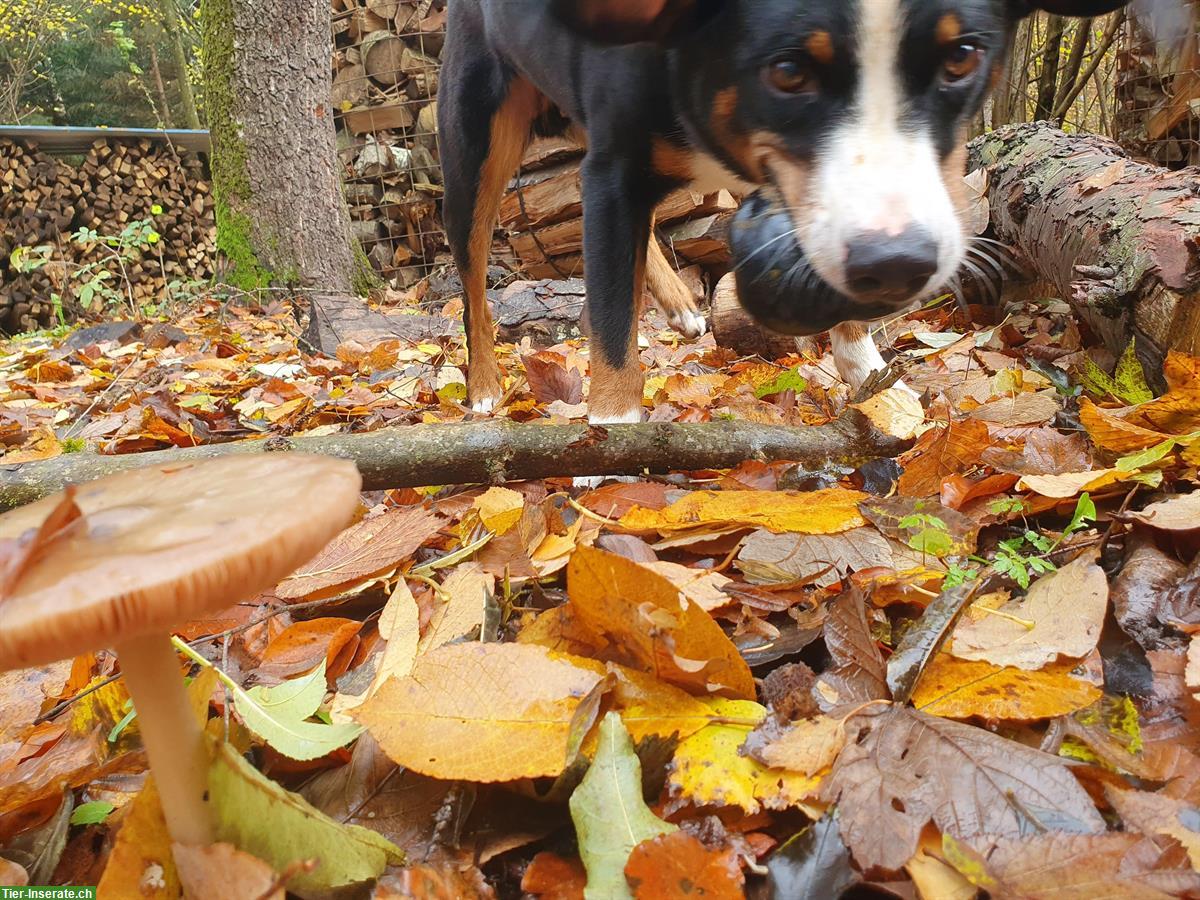 Bild 5: Appenzeller Sennenhund Rüde sucht aktive Familie