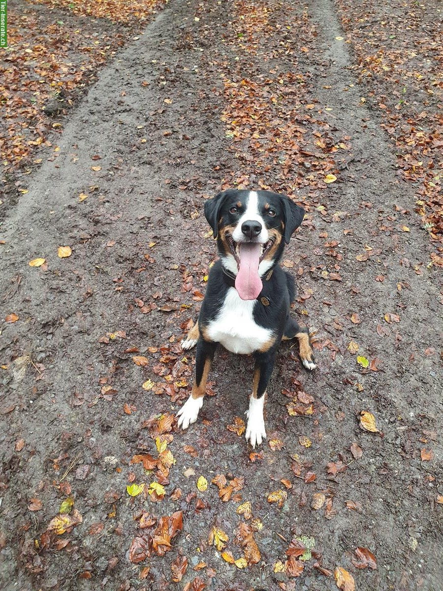 Bild 6: Appenzeller Sennenhund Rüde sucht aktive Familie