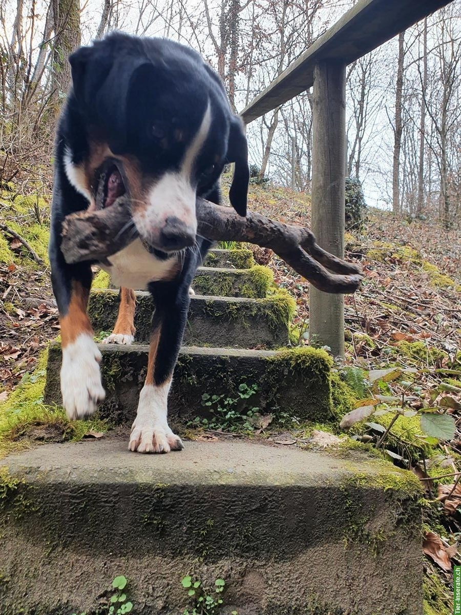 Bild 7: Appenzeller Sennenhund Rüde sucht aktive Familie