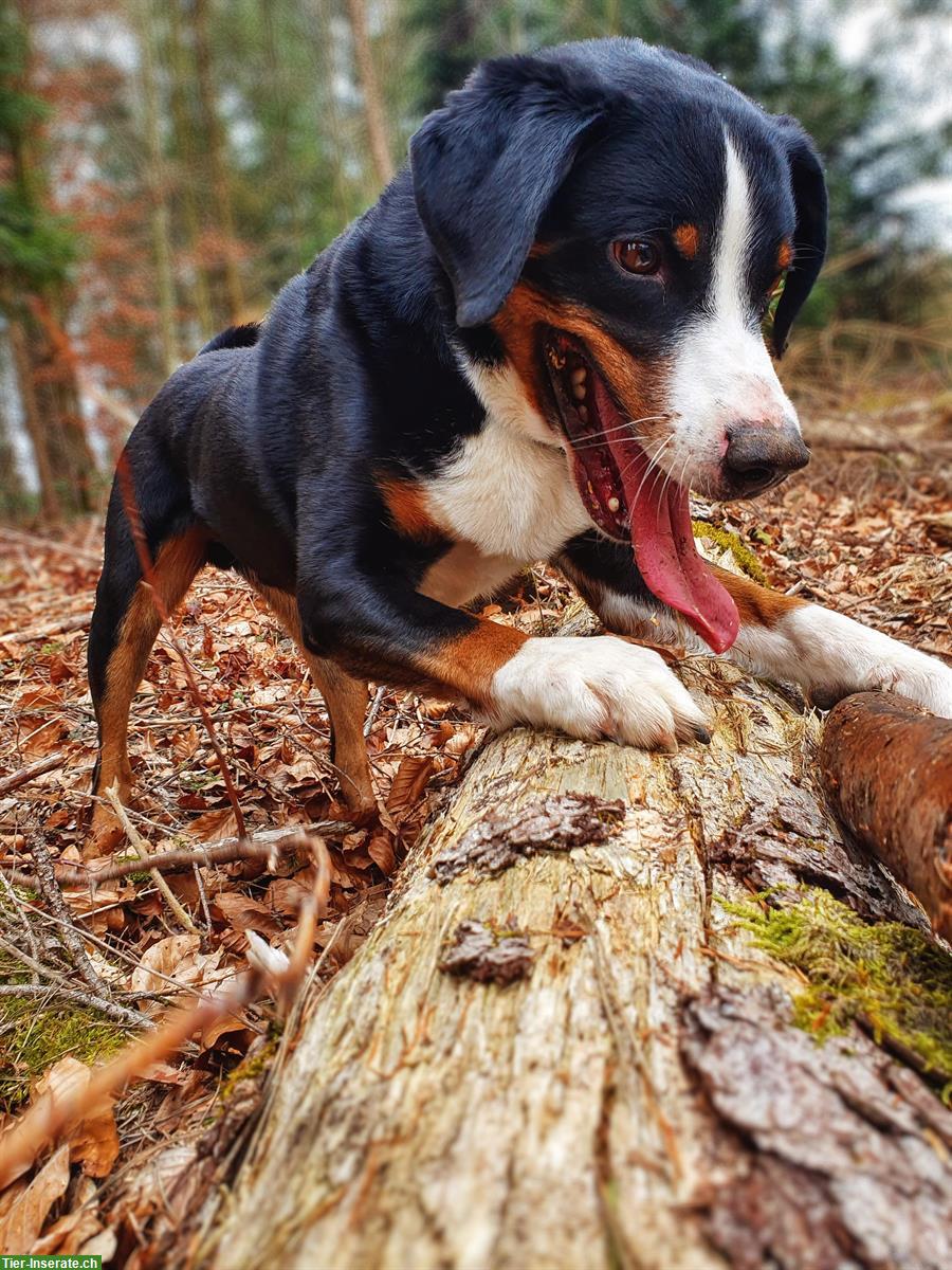 Bild 8: Appenzeller Sennenhund Rüde sucht aktive Familie