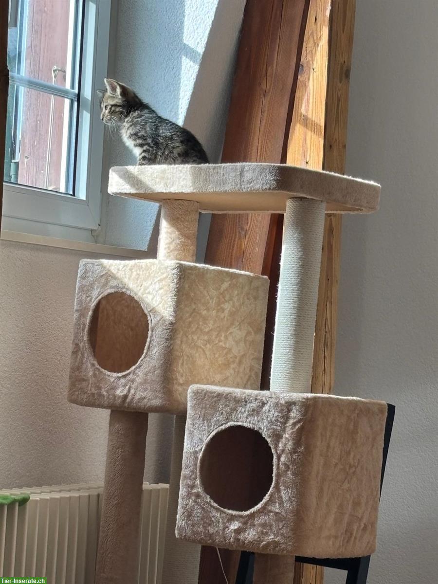 Kätzchen sucht Freigang-Zuhause, inkl. Katzenbaum & Futter