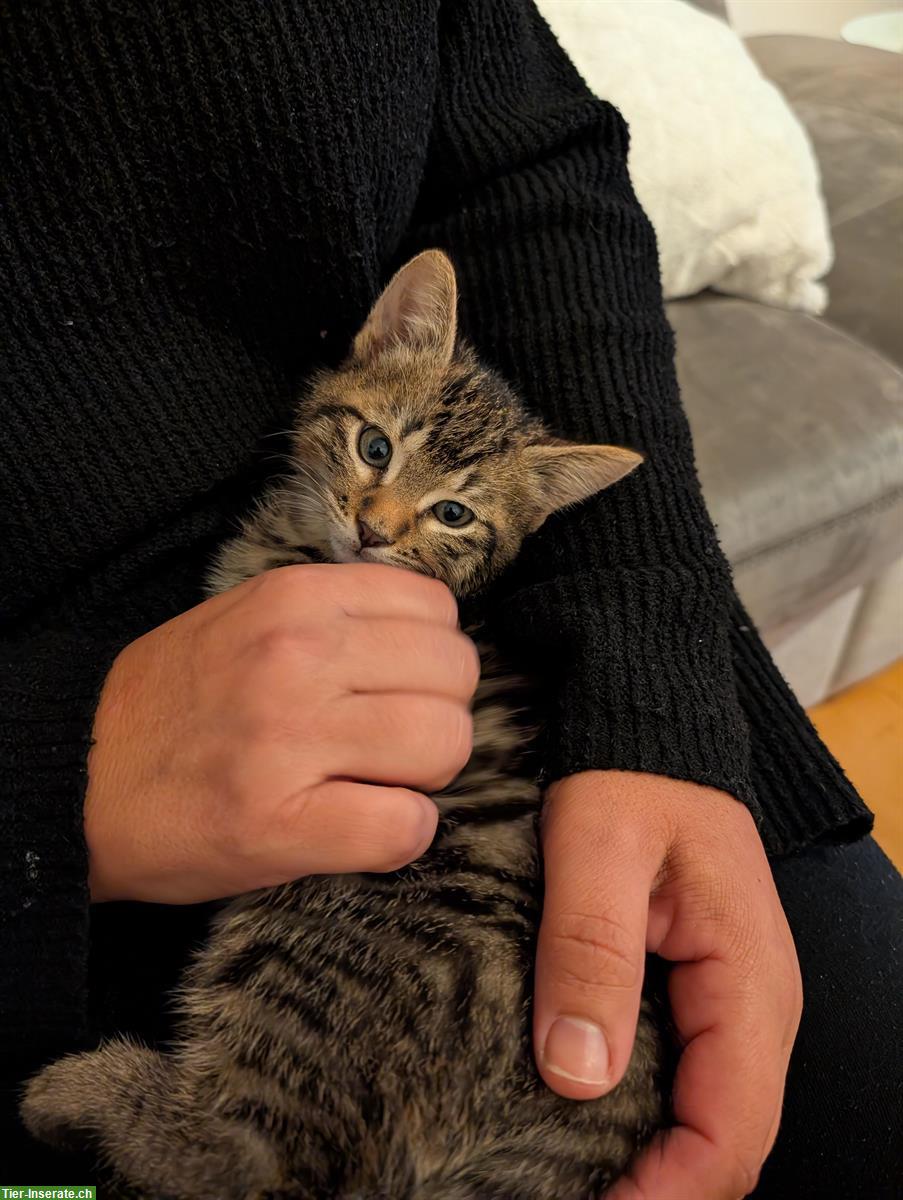 Bild 2: Kätzchen sucht Freigang-Zuhause, inkl. Katzenbaum & Futter