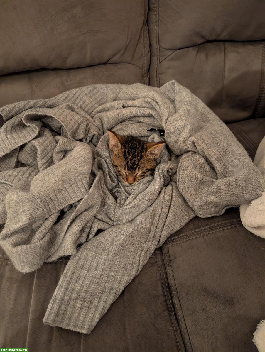 Bild 3: Kätzchen sucht Freigang-Zuhause, inkl. Katzenbaum & Futter