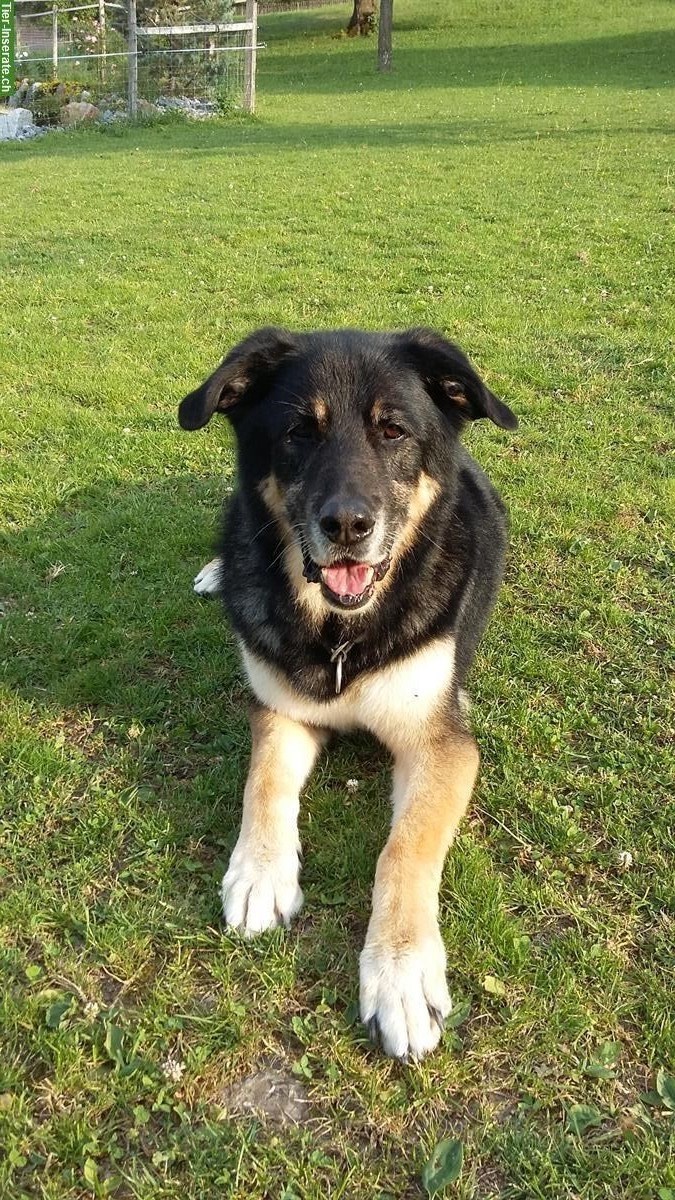 Golden Retriever oder Bernersennen-Mix gesucht