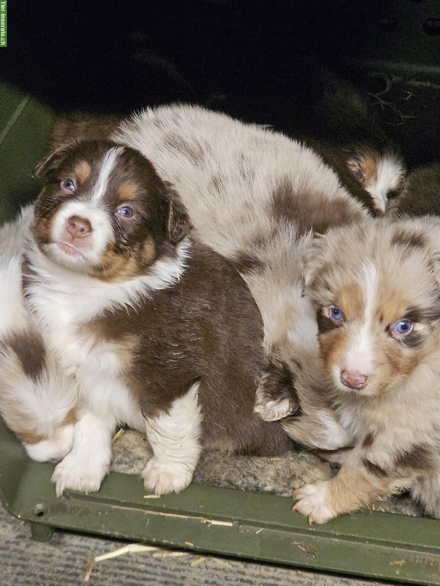 Australian Shepherd Welpen red merle und red tri