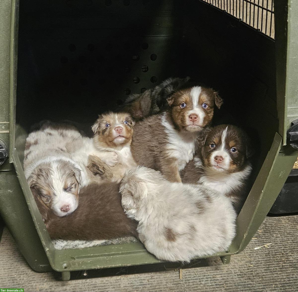 Bild 2: Australian Shepherd Welpen red merle und red tri