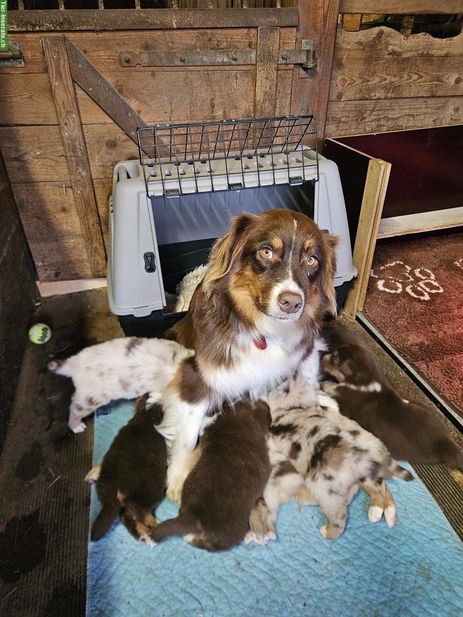 Bild 3: Australian Shepherd Welpen red merle und red tri