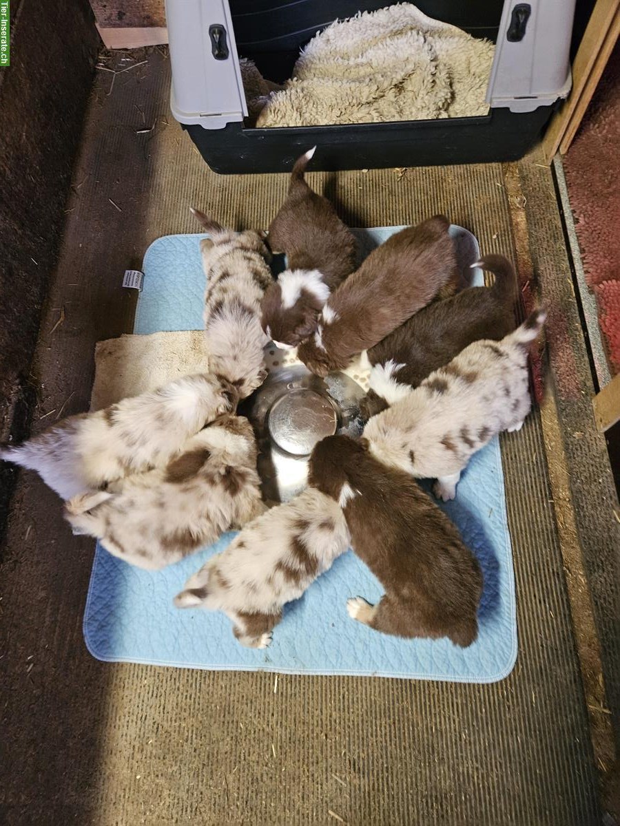 Bild 4: Australian Shepherd Welpen red merle und red tri