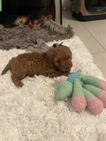 Junger Pudel / Zwergpudel Rüde in der Farbe fawn