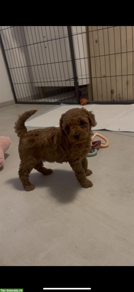 Bild 3: Junger Pudel / Zwergpudel Rüde in der Farbe fawn