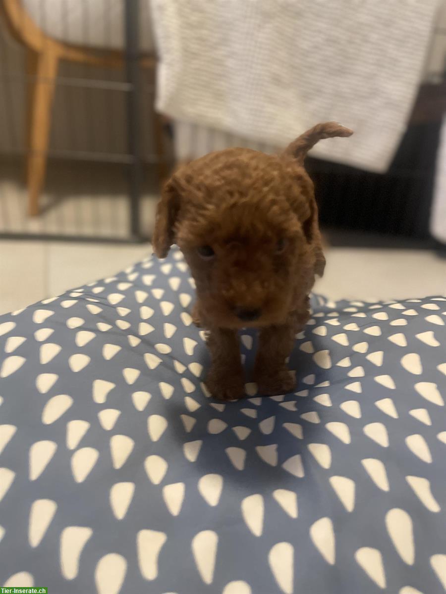Bild 4: Junger Pudel / Zwergpudel Rüde in der Farbe fawn