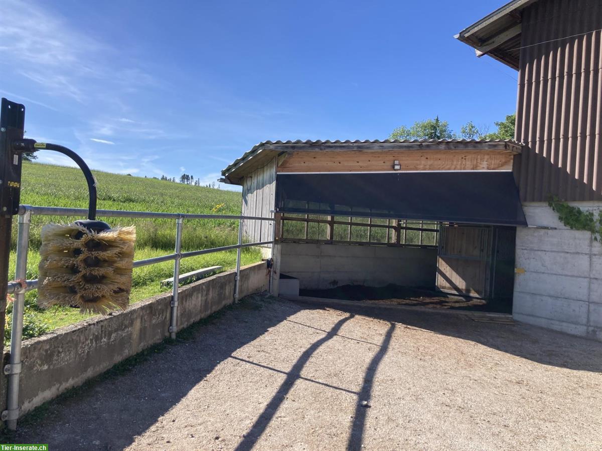 Freie Offenstallplätze für Isländer, Zimmerwald BE