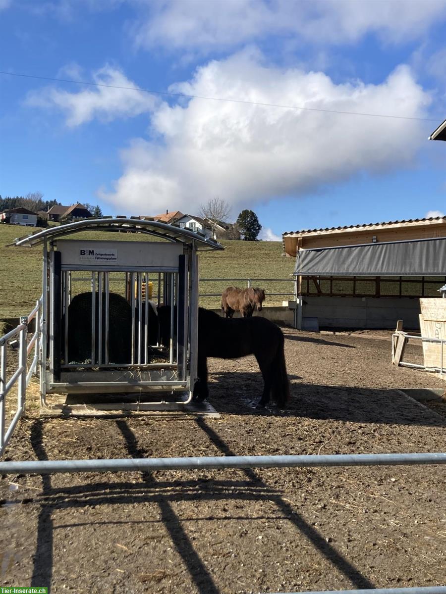 Bild 2: Freie Offenstallplätze für Isländer, Zimmerwald BE