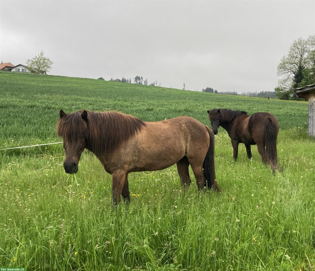 Bild 3: Freie Offenstallplätze für Isländer, Zimmerwald BE