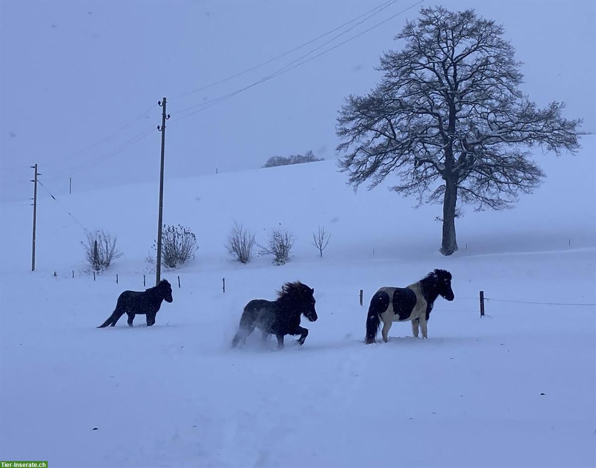 Bild 4: Freie Offenstallplätze für Isländer, Zimmerwald BE