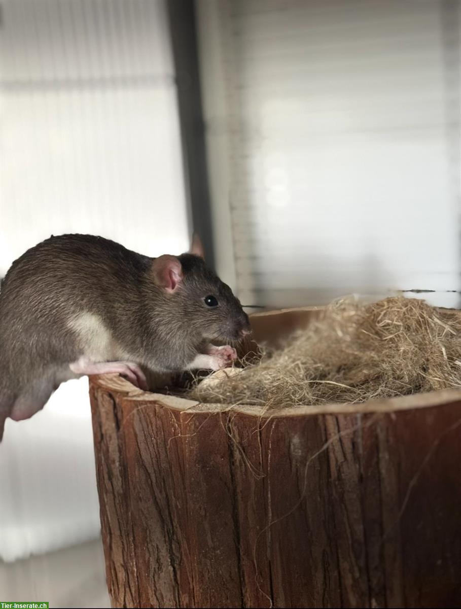 Ratten Männchen sucht liebevolles Zuhause