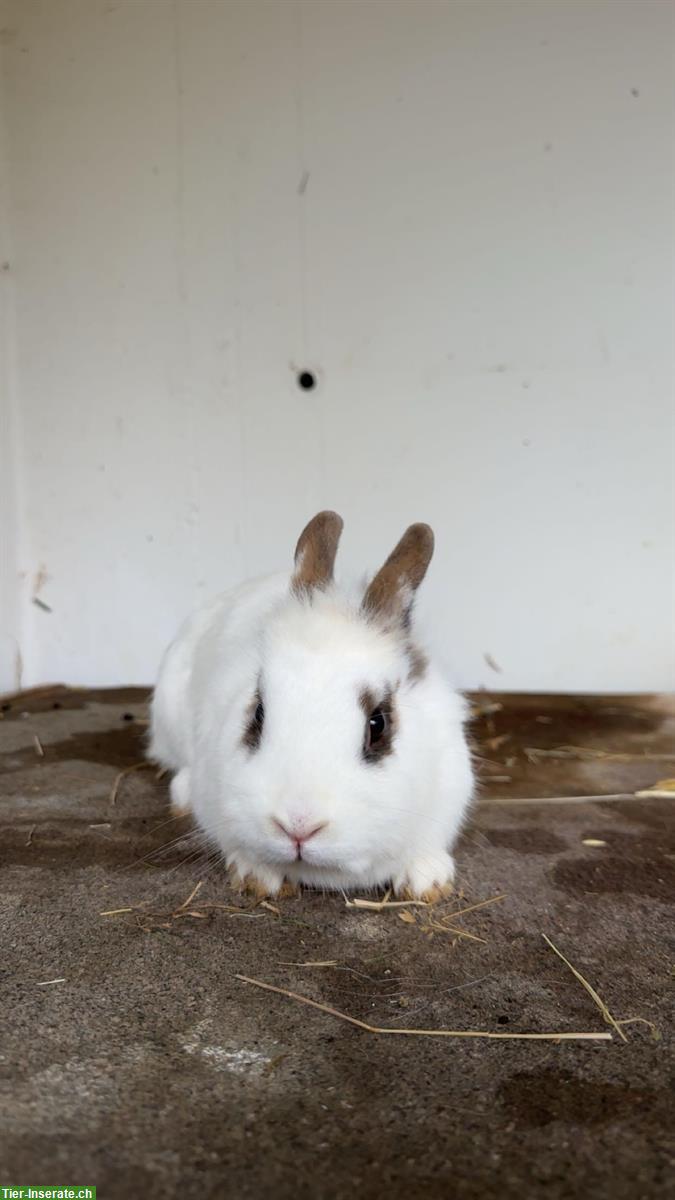 Bild 2: 3 Löwenkopf Weibchen suchen liebevolles Zuhause