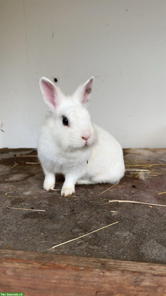 Bild 3: 3 Löwenkopf Weibchen suchen liebevolles Zuhause