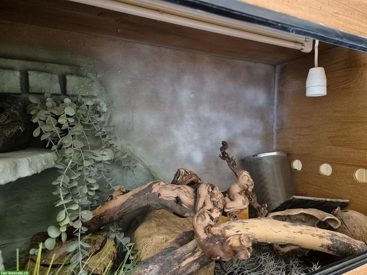 Bild 3: 2 Holz-Terrarien inkl. Zubehör und Unterschrank