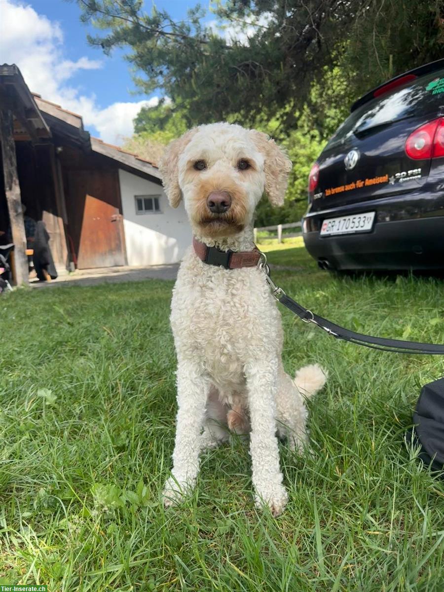 Königspudel Rüde zu verkaufen