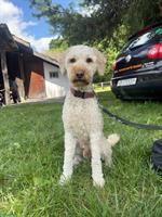 Königspudel Rüde zu verkaufen