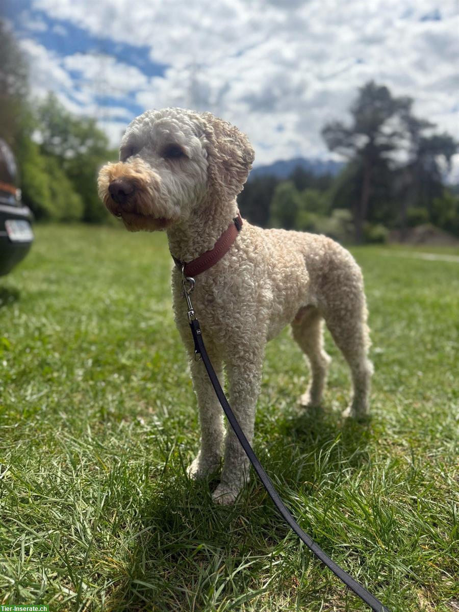 Bild 2: Königspudel Rüde zu verkaufen